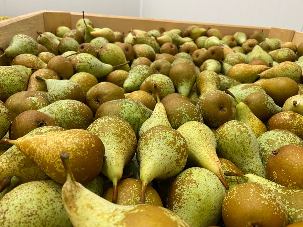 For sale JULES GUYOT / Lemon tree, the amount of 10 tons