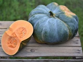 I have different varieties of edible pumpkins in Organic
