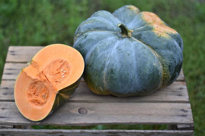 I have different varieties of edible pumpkins in Organic fertilizer-free cultivation