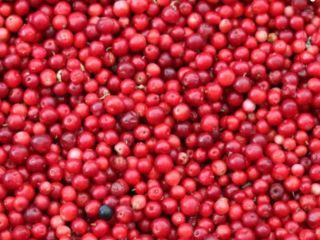 Hello, I am selling fresh marsh cranberries. With the
