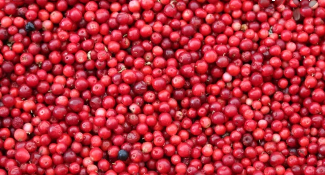 Hello, I am selling fresh marsh cranberries
