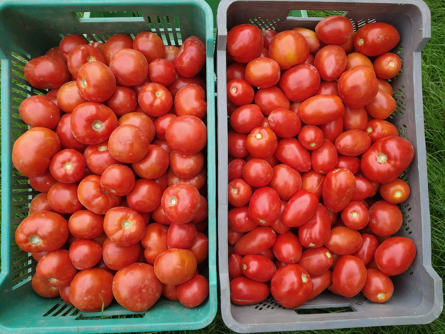 Round and lima (ovoid) ground tomatoes for sale