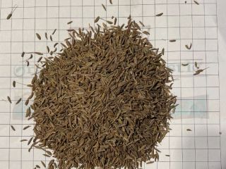 I am selling cumin, there is 19500 kg in