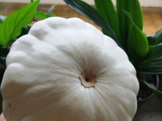 Sell patisson pumpkins from local organic horticulture in Sigmaringen.