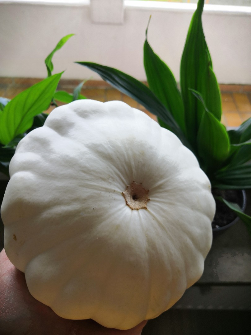 Sell patisson pumpkins from local organic horticulture in Sigmaringen