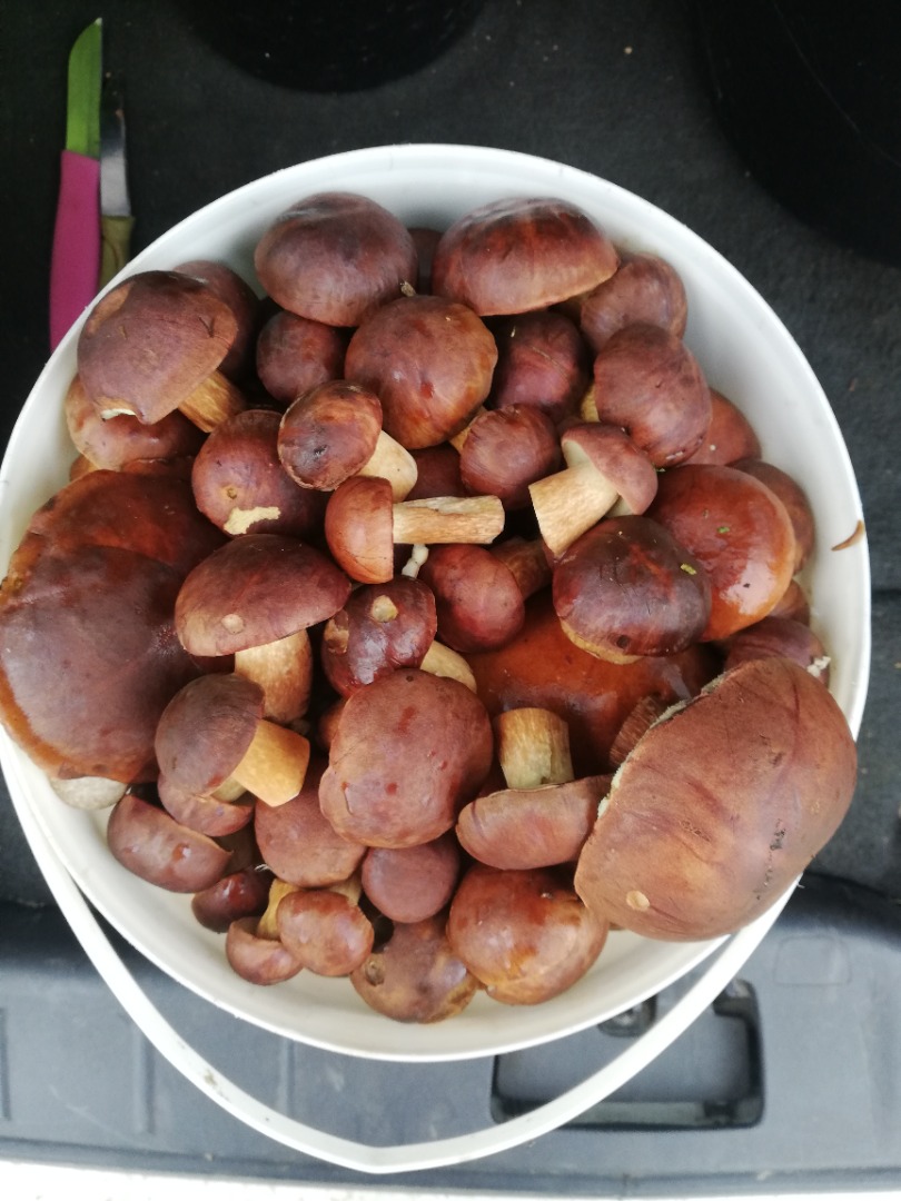 for sale 5 l mushrooms for PLN 50