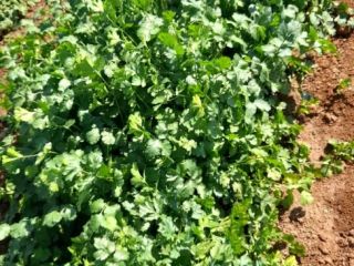 Am selling fresh corienda isR40 per kg
