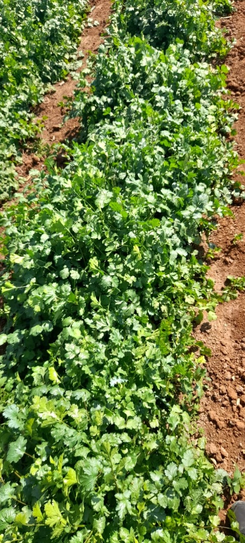 Am selling fresh corienda isR40 per kg