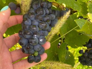 I am selling PINOT NOIRE and MERLOT grapes for