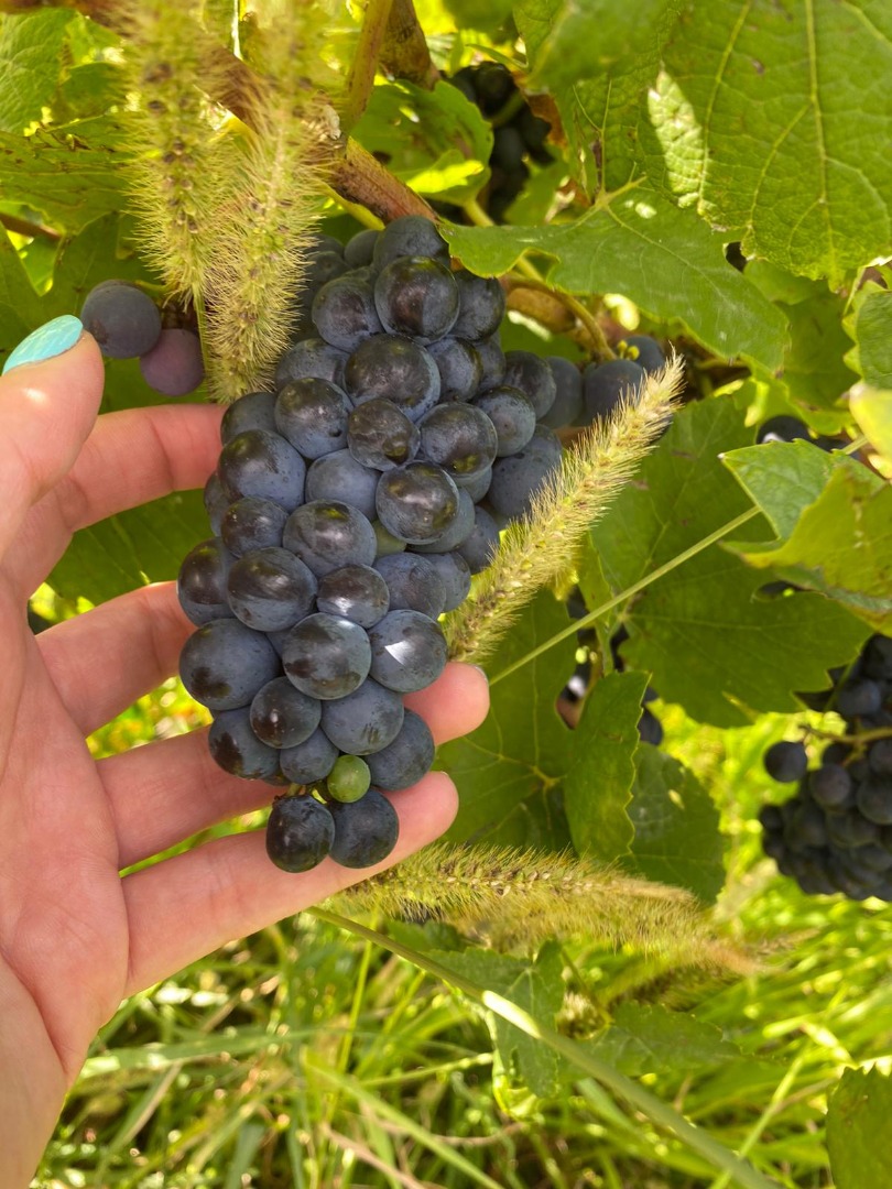 I am selling PINOT NOIRE and MERLOT grapes for first quality wine, Price 3, oo RON / KG, negotiable depending on quantity Information on or