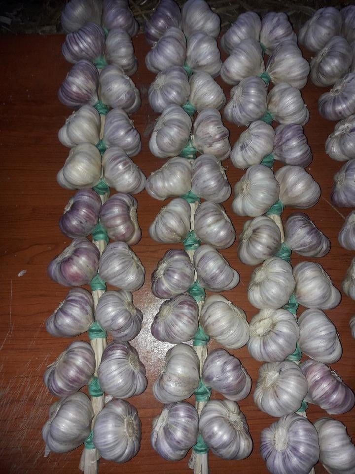 POLISH HARNAŚ GARLIC - aromatic, intense
