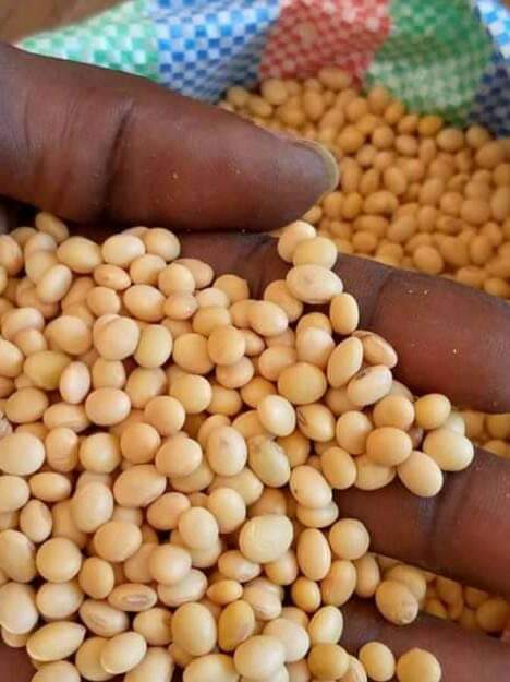 200 tons of soybeans for sale, 200 tons
