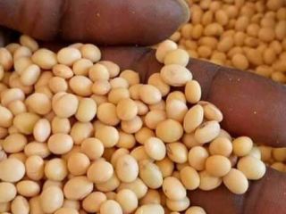 200 tons of soybeans for sale, 200 tons. Soybeans