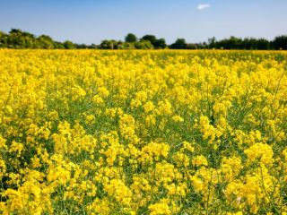 I have a white mustard variety for sale MARYNA