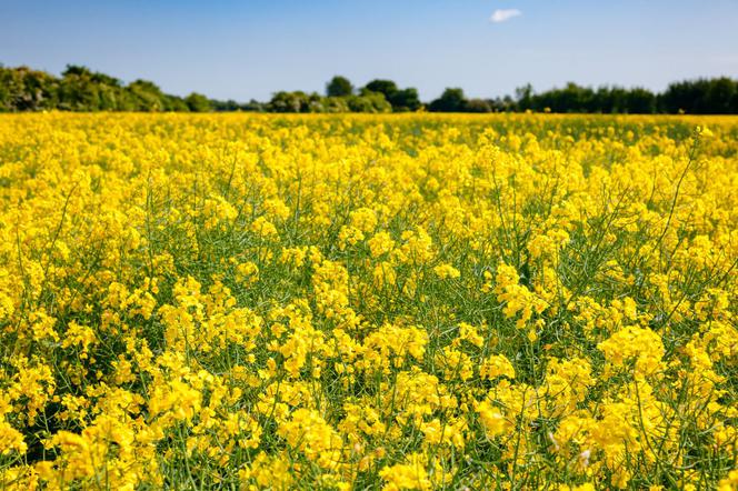 I have a white mustard variety for sale MARYNA (cuttlefish), yield 2021, cleaned to petkus, ideal for catch crops, price PLN 3.50 / kg with more prices, price