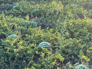 Melons with pink core, 5-12 kg