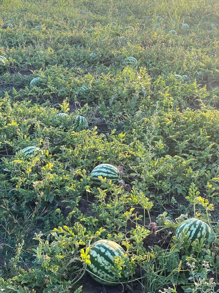 Melons with pink core, 5-12 kg