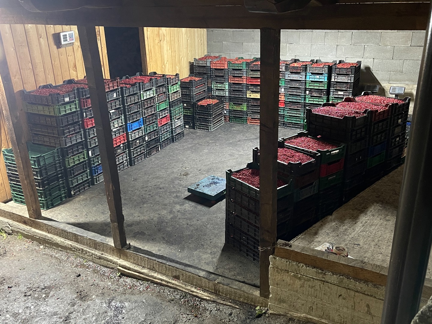 Cranberries and cranberries are for sale