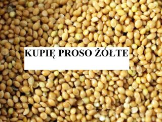Good day. I will buy yellow millet in an