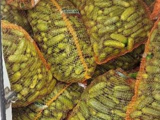 For sale ground cucumbers from 5 to 12 cm.
