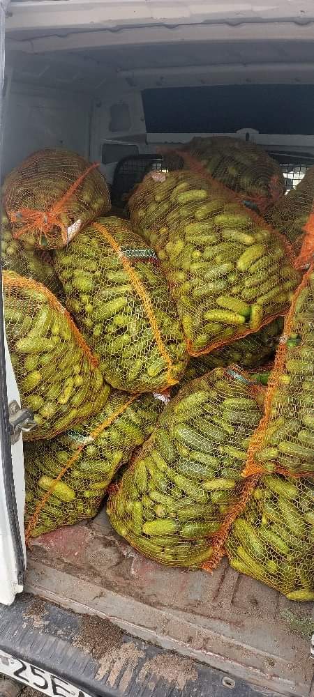 For sale ground cucumbers from 5 to 12 cm
