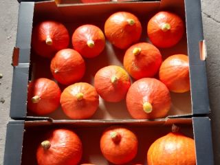 Hokkaido pumpkin- the highest quality product.