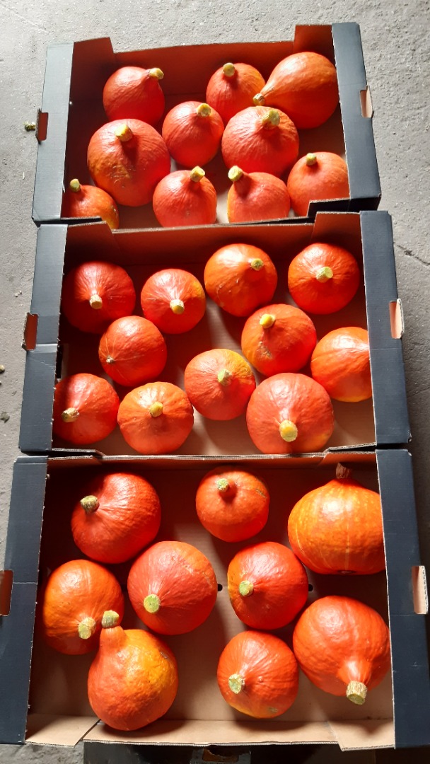 Hokkaido pumpkin- the highest quality product