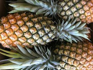 Fresh Cayenne pineapples
