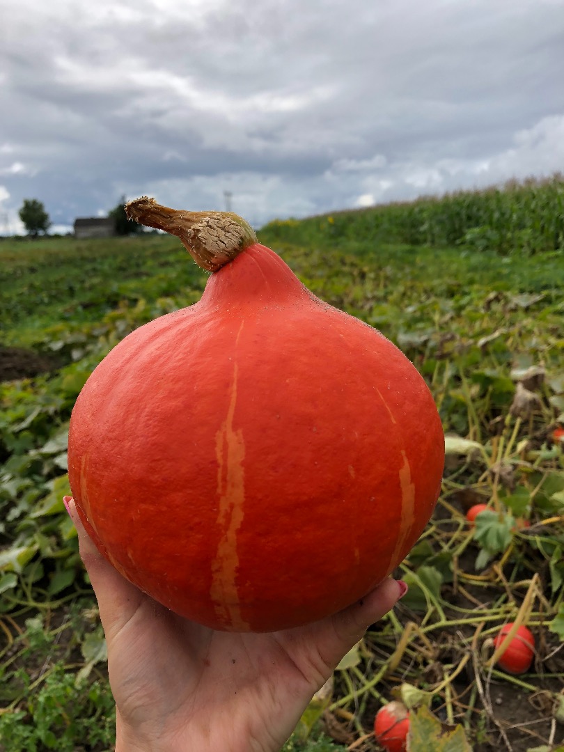 I will sell hokkaido pumpkins, organic and certified