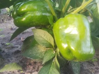 Hello. I have to offer green peppers from the