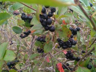 Feel free to buy chokeberry fruit. It is torn