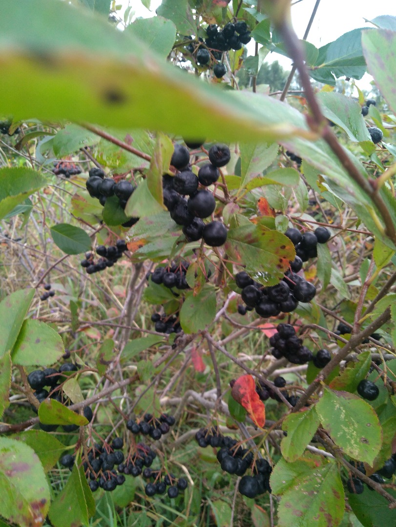 Feel free to buy chokeberry fruit