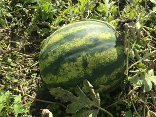 Hello, I have my watermelon for sale, a very