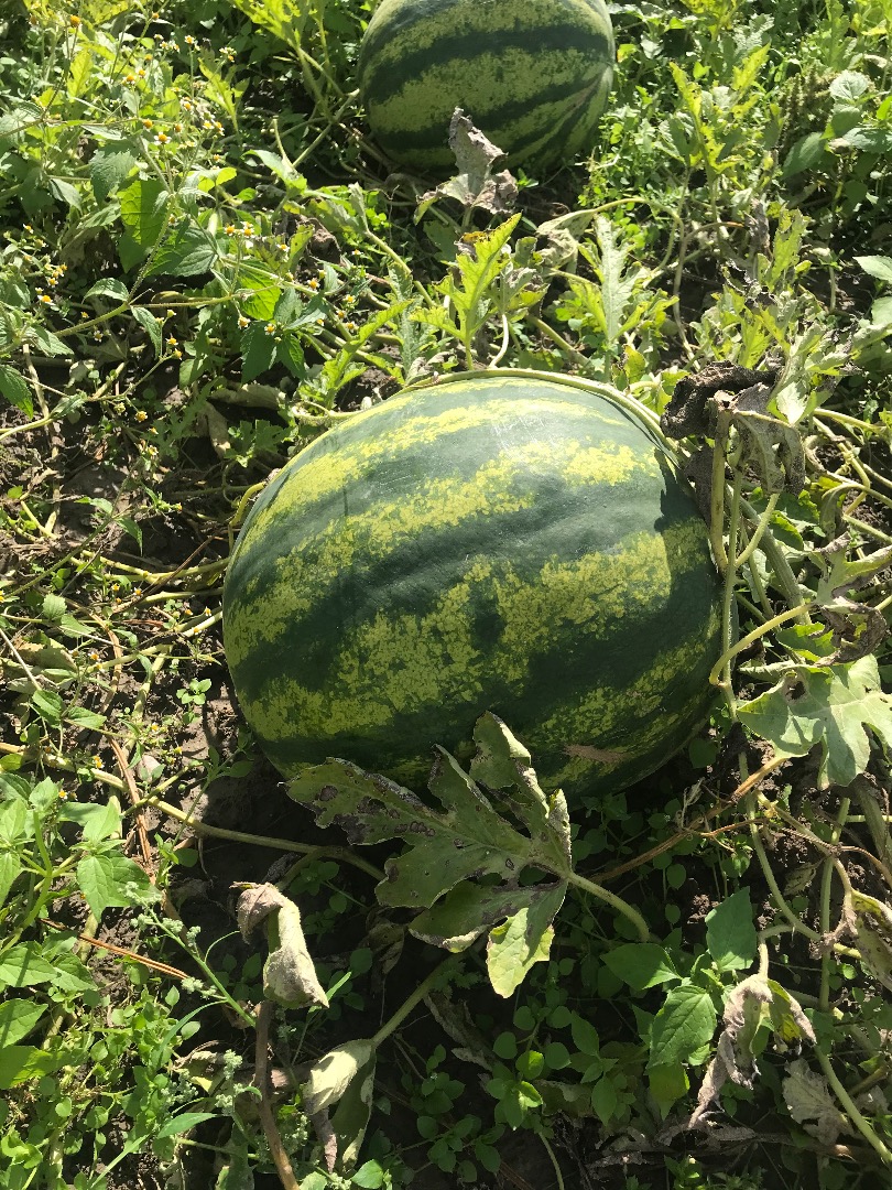Hello, I have my watermelon for sale, a very tasty sweet watermelon from my own field