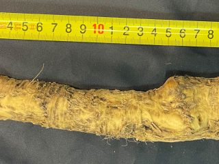 We offer unwashed horseradish graded for sale starting October
