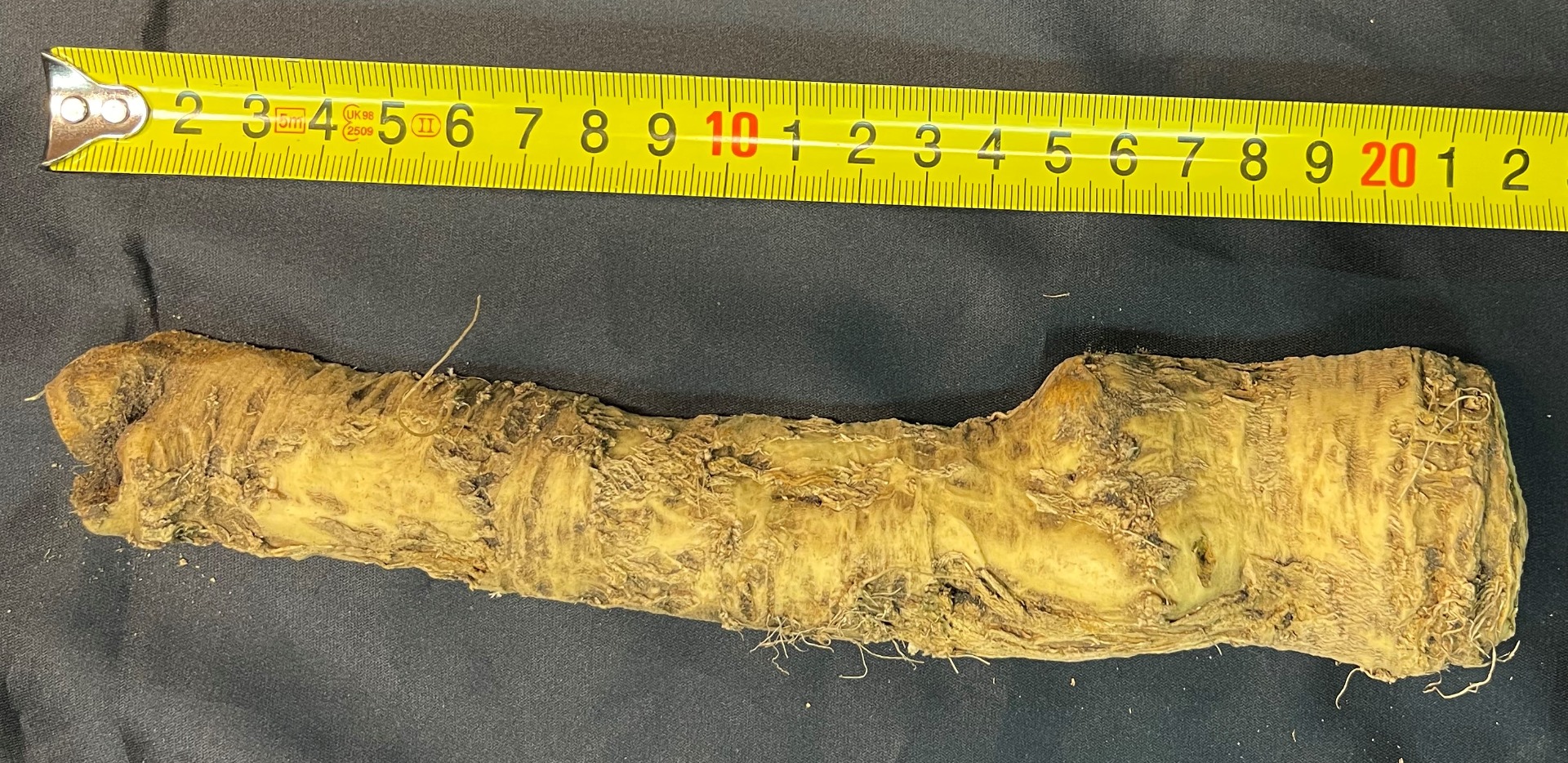 We offer unwashed horseradish graded for sale starting October 15th