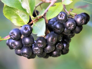 Home-grown aronia for sale. No sprays were used to