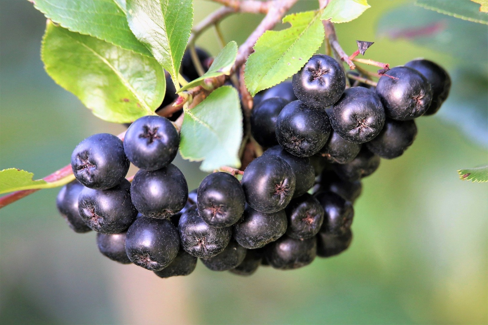 Home-grown aronia for sale