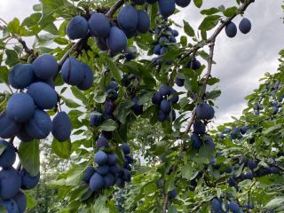 Stanley plums for sale! 2 lei / kg, the