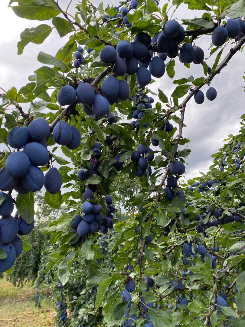 Stanley plums for sale! 2 lei / kg, the price is negotiable Straoane, Vrancea