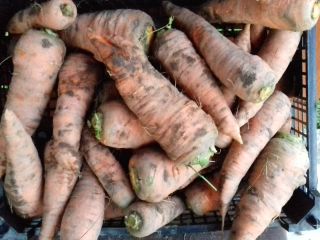 I will sell carrots in large quantities with my