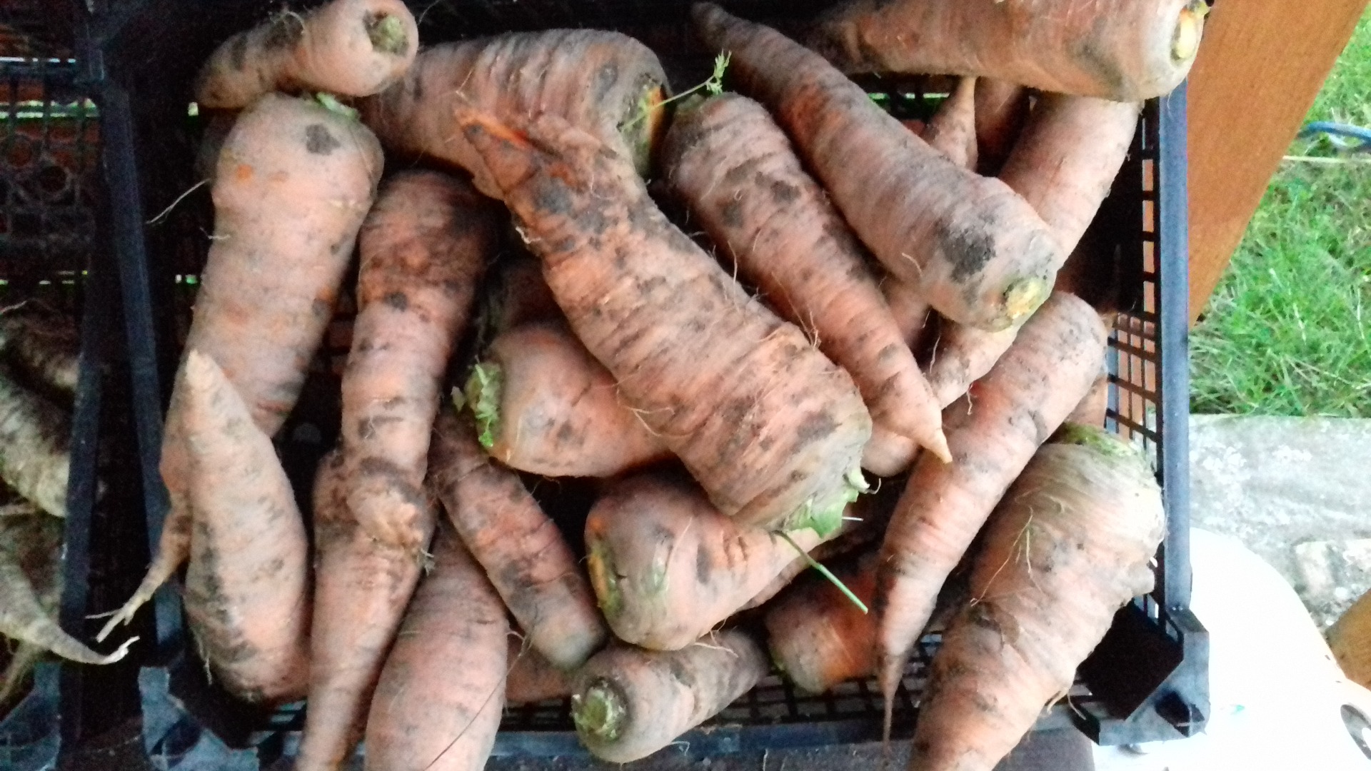 I will sell carrots in large quantities with my own collection over 500 kg