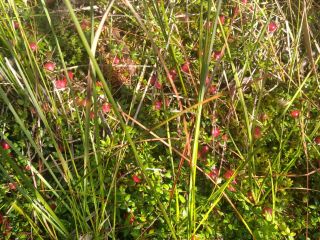 Swamp cranberry