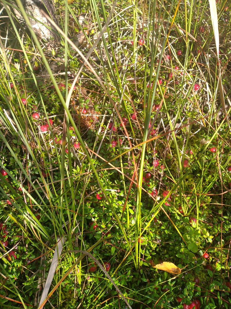 Swamp cranberry