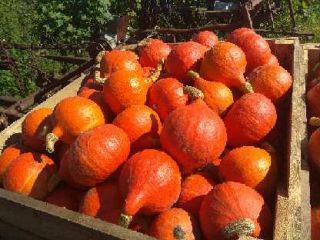 I will sell a beautifully colored hokkaido pumpkin