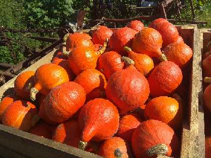 I will sell a beautifully colored hokkaido pumpkin