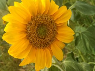 I will sell decorative sunflowers cut on a flower