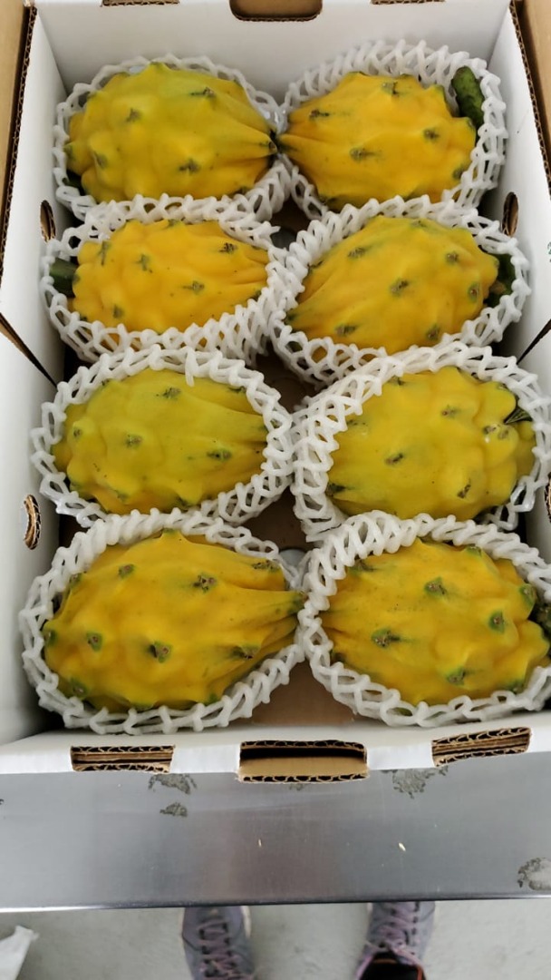 Organic yellow and red pitahaya for export with certificates for EU USA Russia and other countries