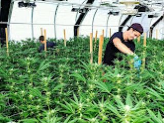 We are licence growers and Suppliers of Top Shelf