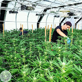 We are licence growers and Suppliers of Top Shelf Pure Quality Medical Marijuana and Pain killers medications worldwide